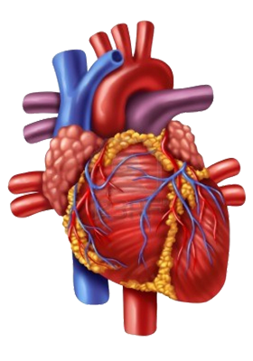 Best urology hospitals in Vijayawada,best urology doctors in Vijayawada,Best urology specialists in Vijayawada,best urology treatment hospitals in Vijayawada,Best paediatric urologists in Vijayawada,Best kidney Stone treatment in Vijayawada,Best prostate Gland treatment in Vijayawada,Best Laparoscopic Surgery in Vijayawada,Best Bladder Stone treatment in Vijayawada,Best Ureters Treatment in Vijayawada,Best Retrograde ureteral in Vijayawada,Best kidney transplantation in Vijayawada,Best prostatic hyperplasia Treatment in Vijayawada,Best Urologist in Vijayawada,Best Urinary Incontinence Treatment in Vijayawada,Best Gastroenterologists in Vijayawada,Best Gastroenterology hospitals in Vijayawada,Best Gastroenterology hospital in Vijayawada,Best gastroenterology treatment in Vijayawada,Best Gastroenteritis Treatment in Vijayawada,Best Hepatitis B Treatment in Vijayawada,Best Hernia Treatment in Vijayawada,Best Gallstones Treatment in Vijayawada,best neurosurgeon in Vijayawada,Best Brain tumor hospitals in Vijayawada,Best Stroke treatment in Vijayawada,Best Paralysis Treatment in Vijayawada,Best Rehabilitation Center in Vijayawada,Best Paediatric neurosurgery in Vijayawada,Best Neurovascular surgery in Vijayawada,Best Spine surgery in Vijayawada,Best Arthritis treatment in Vijayawada,Best Tumor removal in Vijayawada,Best Brain tumor treatment in Vijayawada,Best Neuro Surgery hospital in Vijayawada,Best neurology hospitals in Vijayawada,Best neurology doctors in Vijayawada,Best Neurologists in Vijayawada,best neurologist doctor in Vijayawada,Best Fits treatment in Vijayawada,Best Stroke Center in Vijayawada,Best Paralysis treatment in Vijayawada,Best Coma treatment center in Vijayawada,Best Migraine Hospital in Vijayawada,Best Spinal Card Injury Treatment in Vijayawada,best laparoscopic surgeon in Vijayawada,Best gall bladder stone removal surgery cost in Vijayawada,best general surgeon in Vijayawada,best gallbladder laparoscopic surgeon in Vijayawada,Best Advanced Laparoscopic and General Surgery in Vijayawada,Best Laparoscopic General Surgery in Vijayawada,best surgeon in Vijayawada,Top Laparoscopic surgeon Vijayawada,Best laparoscopic surgery hospitals in Vijayawada,Best Appendix Treatment in Vijayawada,Best Laparoscopic surgery in Vijayawada,Best Gallbladder microscope surgeons in Vijayawada,Advanced laparoscopic and general surgery hospitals in Vijayawada,Best General Surgery Hospitals in Vijayawada,best General Medicine Doctors in Vijayawada,Best General Physician Doctors in Vijayawada,Best General physicians in Vijayawada,Best General Medicine for Hypertension,Best Diabetologist in Vijayawada,Best Diabetics Hospital in Vijayawada,Best fever Hospital in Vijayawada,Best infections treatment in Vijayawada,Best Hypertension treatment in Vijayawada,Best thyroid treatment in Vijayawada,Best Hospitals for Pulmonology in Vijayawada,Best Pulmonologists in Vijayawada,Top Pulmonologists Doctors in Vijayawada,Best Pulmonology hospitals in Vijayawada,Best Asthma treatment in Vijayawada,Best Lung cancer treatment in Vijayawada,Best breathe easy treatment in Vijayawada,Best Asthma Specialist in Vijayawada,Best gynaecology hospitals in Vijayawada,Best gynaecology specialists in Vijayawada,best gynaecology hospitals in Vijayawada,Best obstetrics and gynaecology hospitals in Vijayawada,Best obstetrics and gynaecology doctors in Vijayawada,Best Uterine Bleeding treatments in Vijayawada,Best Painless Delivery Hospital in Vijayawada,Best High risk Pregnancy hospital in Vijayawada,best Orthopaedician in Vijayawada,best orthopaedic doctor in Vijayawada,Total Knee Replacement in Vijayawada,Best Knee Replacement surgery in Vijayawada,best Knee Replacement surgeon in Vijayawada,Hip Replacement in Vijayawada,Best joint replacement in Vijayawada,best Hip Replacement surgeon in Vijayawada,Best Fracture treatment in Vijayawada,Best injury treatments in Vijayawada,Best Arthritis treatment in Vijayawada,Best paediatrics specialists in Guntur,Best paediatrics physicians in Guntur,Best children’s paediatrics in Guntur,Best paediatrics and child health care hospitals in Guntur,Best general paediatrician in Guntur,best children’s hospitals in Guntur,Best Chest Specialists in Vijayawada,Best Chest physicians in Vijayawada,Best Chest Physician Hospitals in Vijayawada,Best pulmonologist doctors in Vijayawada,best lungs specialist in Vijayawada,Best lungs hospital in Vijayawada,Best asthma specialist in Vijayawada,Best ENT clinics in Vijayawada,best ent specialists in Vijayawada,best ENT doctors in Vijayawada,best ENT hospitals in Vijayawada,MICRO EAR SURGERIES in Vijayawada,Best SINUSITIS Treatments in Vijayawada,Best TONSILLITIS Treatments in Vijayawada,Best Hearing Loss Treatment in Vijayawada,Best Sore Throat Treatment in Vijayawada,Best Anaesthesiology Doctors in Vijayawada,Best Anaesthesiology Services for Surgery in Vijayawada,Best Anaesthesiology Critical Care in Vijayawada,Best Pain Management Doctors in Vijayawada,Best intensive care specialist in Vijayawada,best Accident & Emergency Hospitals in Vijayawada,Best Emergency Services Providers in Vijayawada,Best Emergency care in Vijayawada,Best Accident Injuries Treatment in Vijayawada,Best Skin Specialists in Vijayawada,Best Skin Care Clinics in Vijayawada,Best Dermatologist Doctors in Vijayawada,Best Radiologists in Vijayawada,Best Radiology Clinics in Vijayawada,Best radiology doctors in Vijayawada,Best female radiologist in Vijayawada,Best Dental Hospitals in Vijayawada,Best Dental Doctors in Vijayawada,Best Clip Treatment in Vijayawada,Best Orthodontist in Vijayawada,Best braces treatment in Vijayawada,Best Root Canal Treatment in Vijayawada,Best Dental Implant Center in Vijayawada,Best Dentist in Vijayawada,Best Gum diseases treatment in Vijayawada